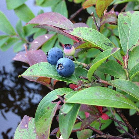 Vaccinium corymbosum - Pink Icing® Blueberry