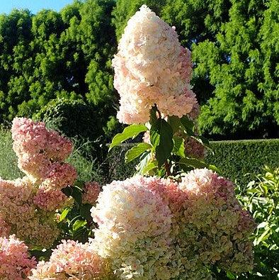 Hydrangea paniculata - First Editions® Vanilla Strawberry™ Hydrangea