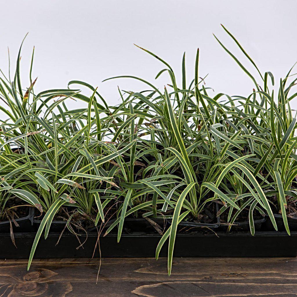 Liriope muscari - Variegated Lily Turf