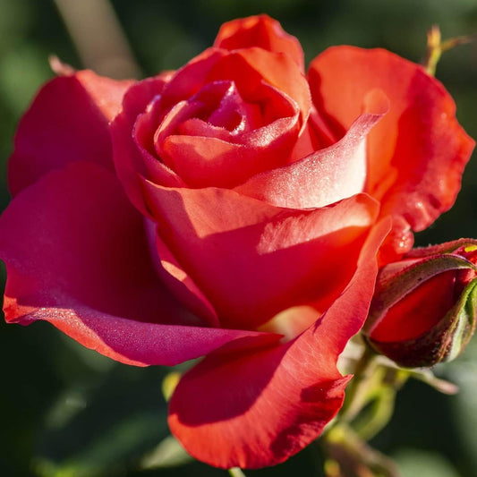 Rosa - Marmalade Skies™ Rose