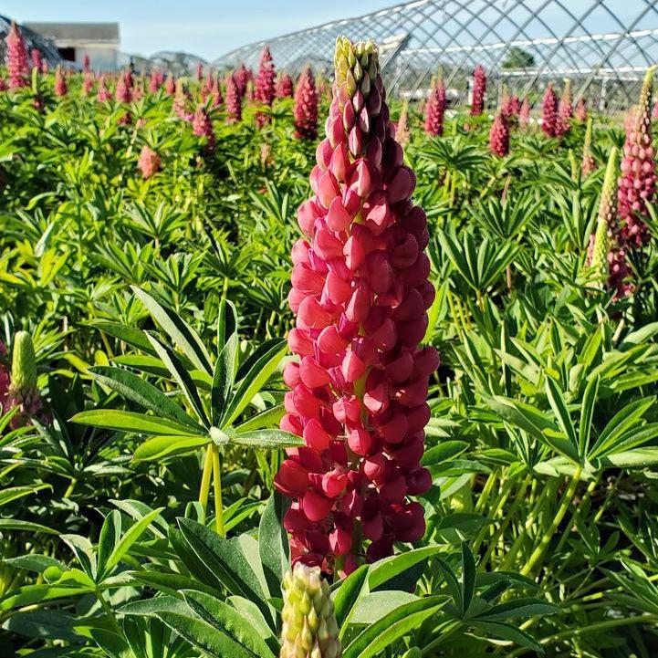 Lupinus - Gallery Red Lupine