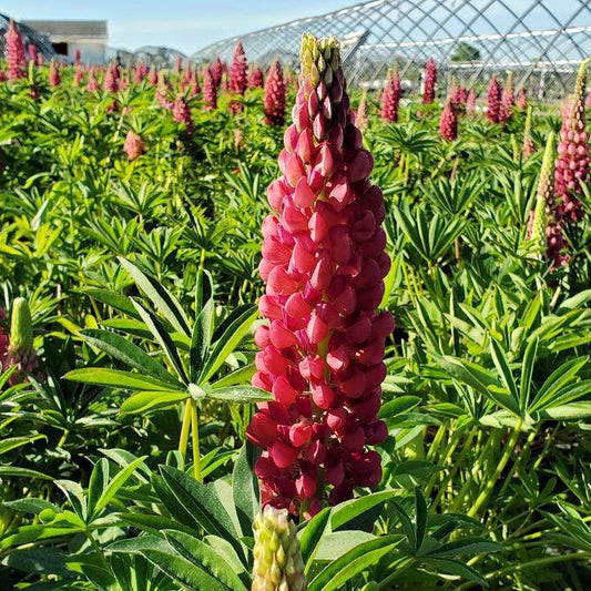 Lupinus - Gallery Red Lupine