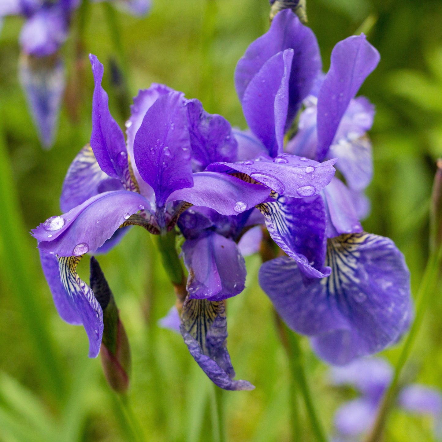 Iris sibirica - Ruffled Velvet Siberian Iris