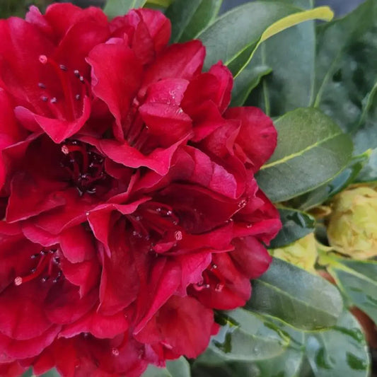 Rhododendron - Blood Moon Rhododendron