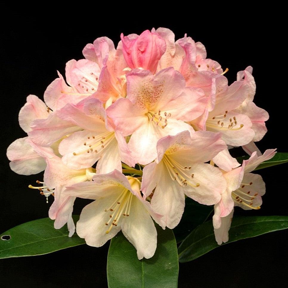 Rhododendron yakushimanum - Percy Wiseman Rhododendron