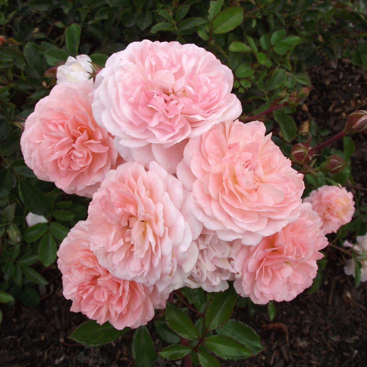Rosa - Apricot Drift® Rose