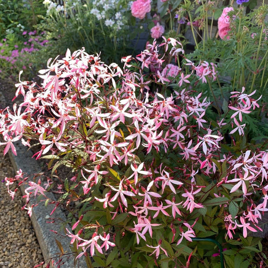 Porteranthus trifoliatus - Pink Profusion Bowman's Root