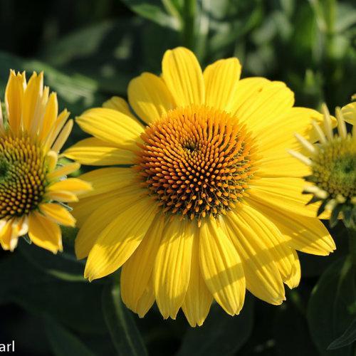 Echinacea - Sombrero® Lemon Yellow Improved Coneflower