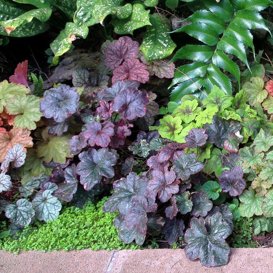 Heuchera x - Midnight Rose Coral Bells