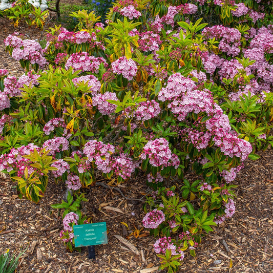 Kalmia latifolia - Carousel Mountain Laurel