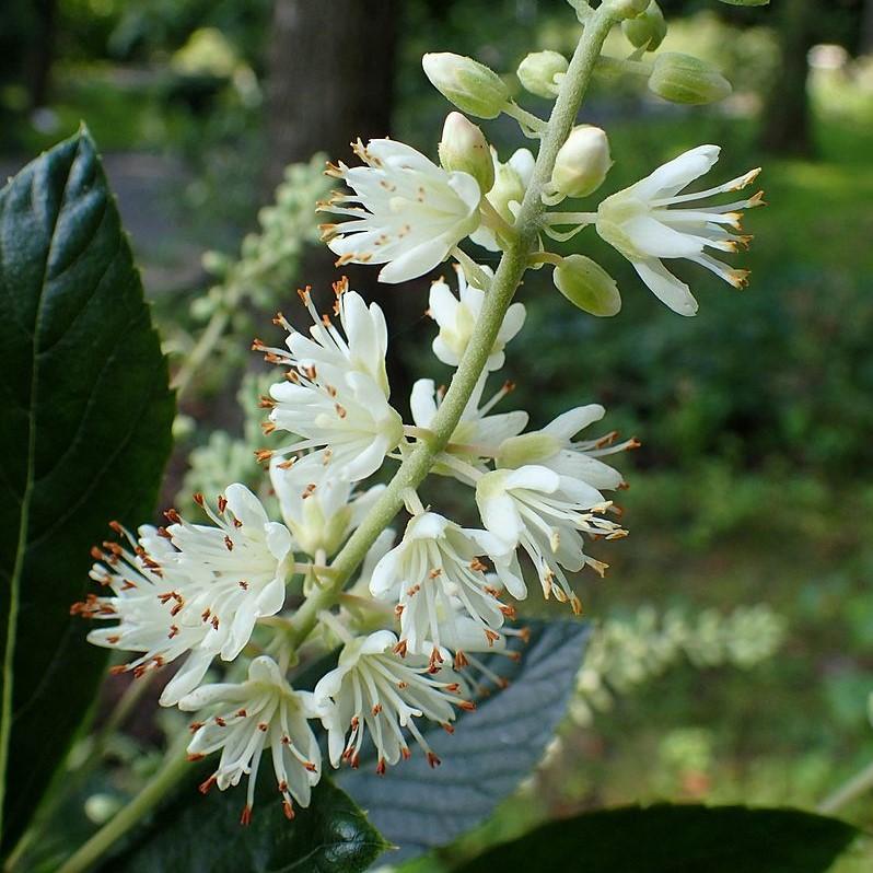 Clethra alnifolia - Hummingbird Summersweet