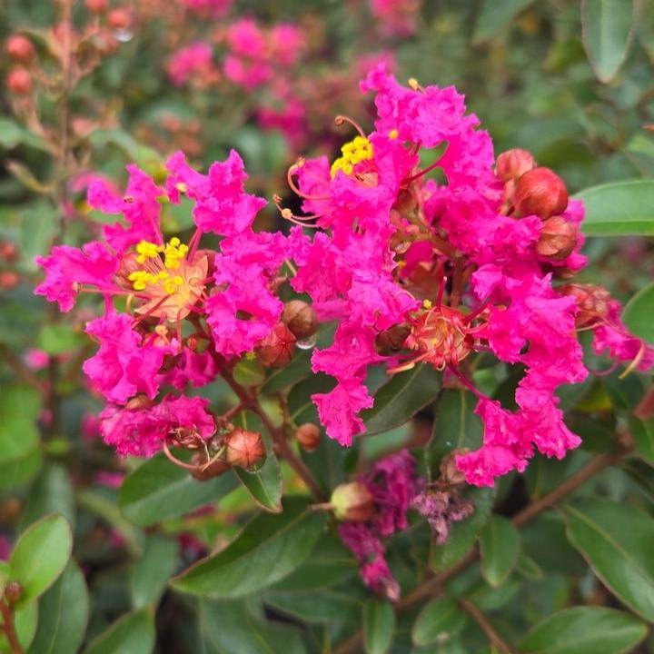 Lagerstroemia - GreatMyrtle™ Cherry Delight Crape Myrtle