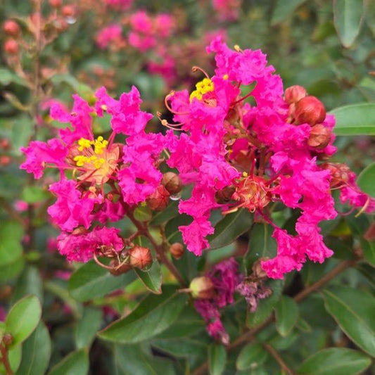 Lagerstroemia - GreatMyrtle™ Cherry Delight Crape Myrtle