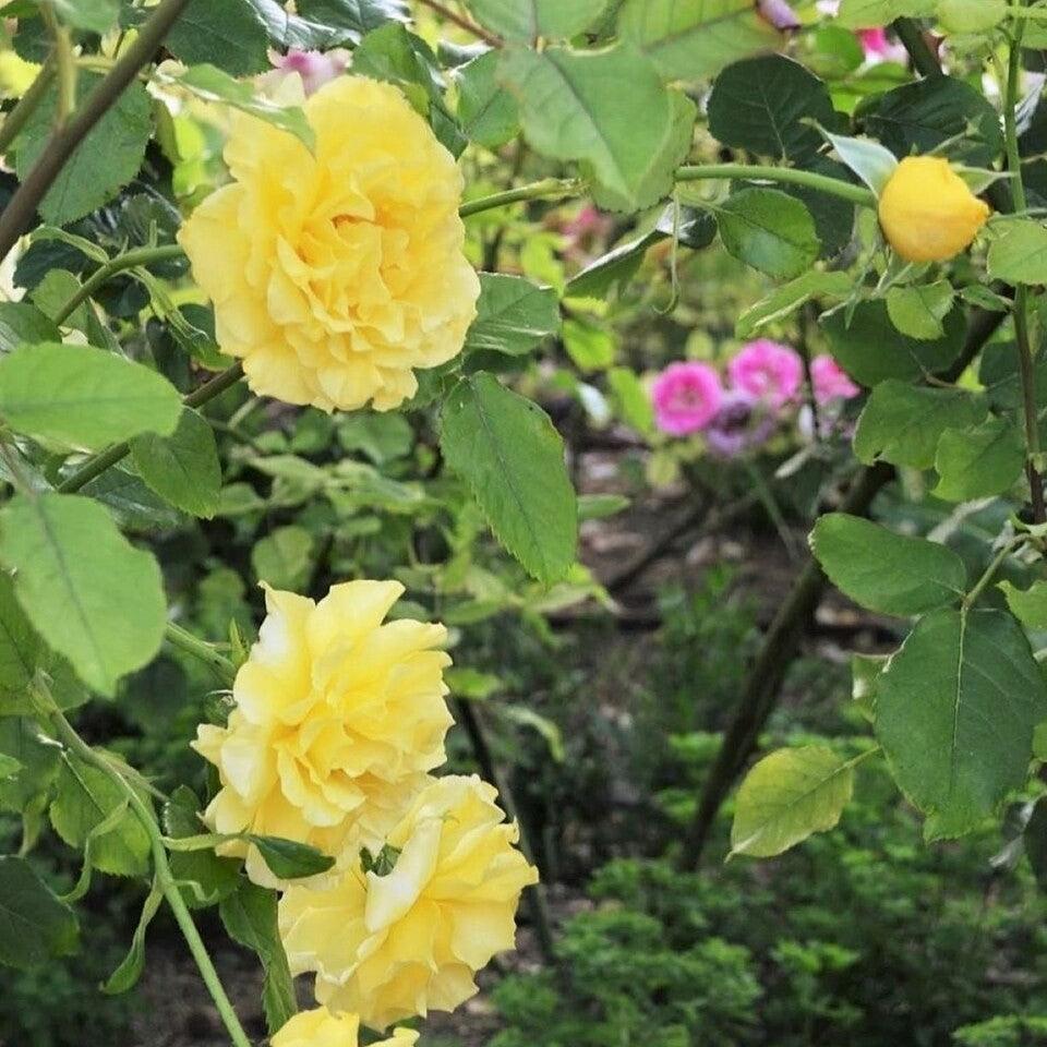 Rosa - Sunsprite Rose