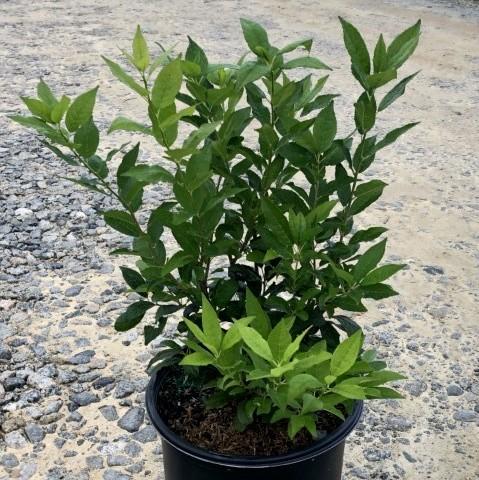 Ilex verticillata  - Winter Red Winterberry