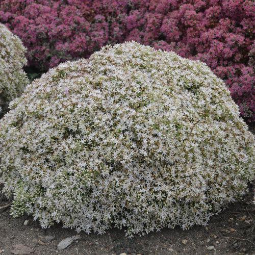 Sedum - Rock 'N Round® Bundle of Joy Stonecrop