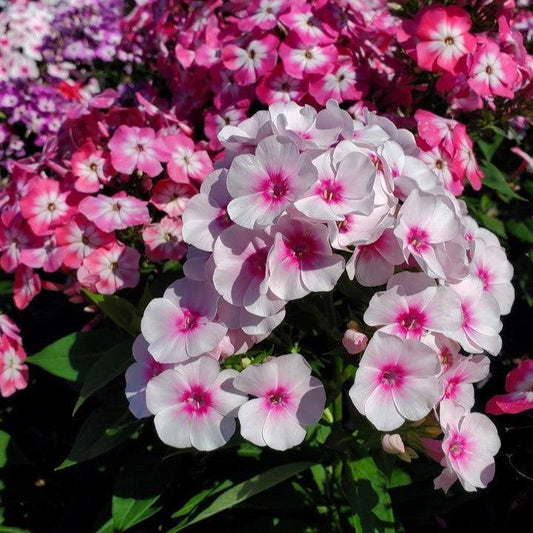 Phlox paniculata - Volcano® Melody Phlox