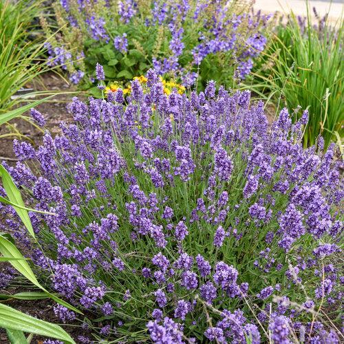 Lavandula angustifolia - Summer Serenade Lavender