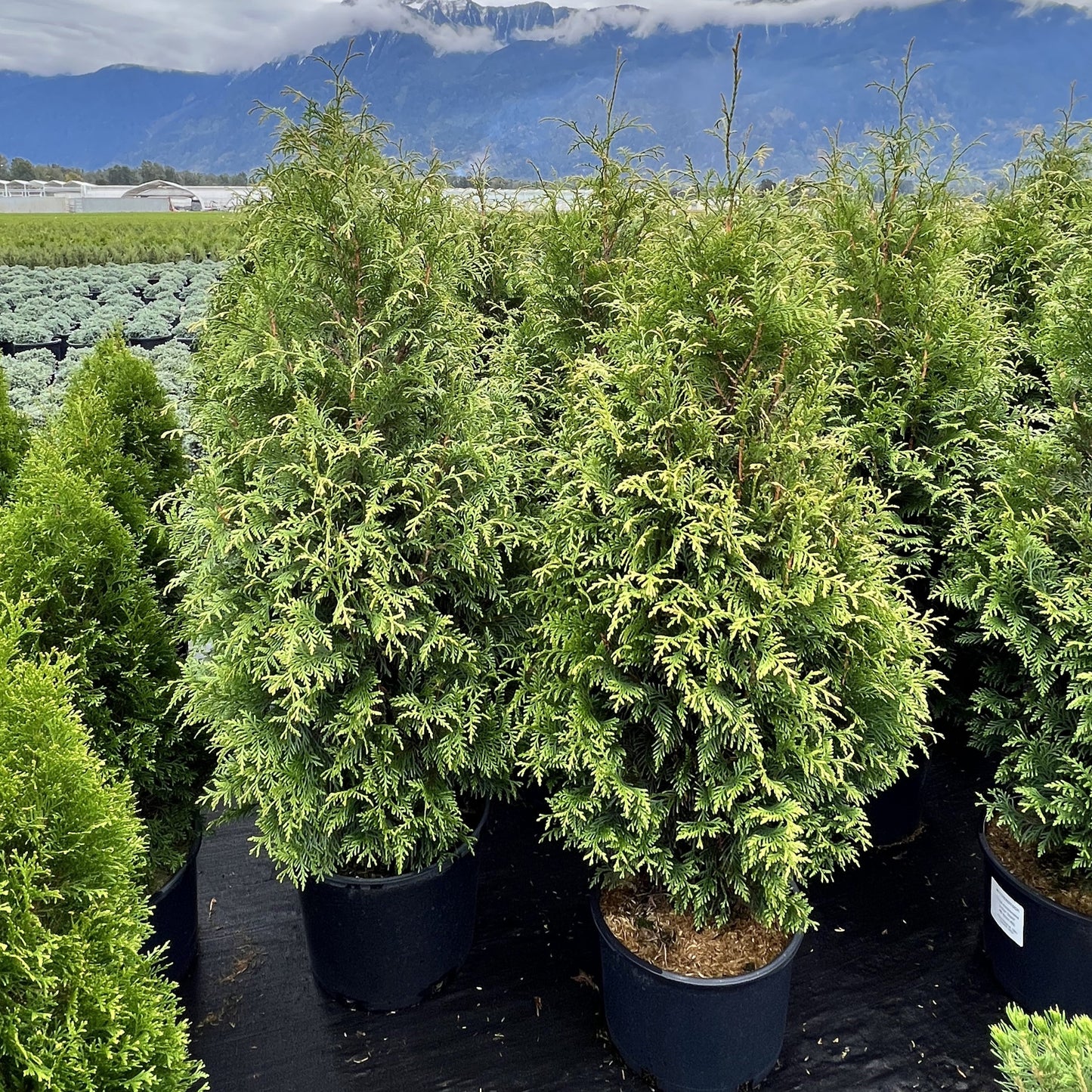 Thuja occidentalis - Junior Giant Arborvitae
