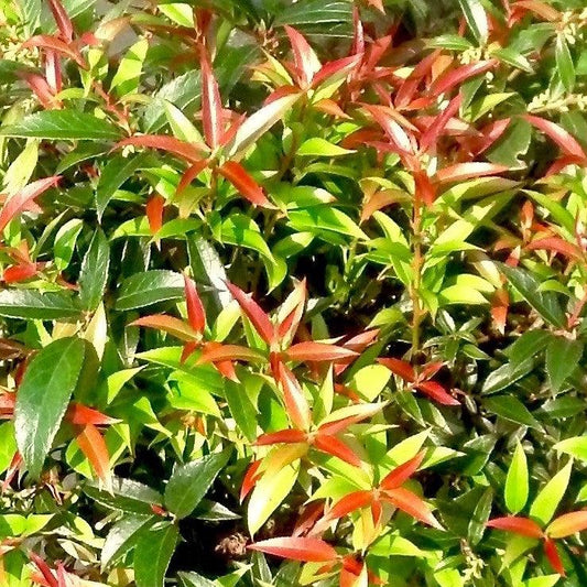 Leucothoe fontanesiana - ReJoyce Leucothoe