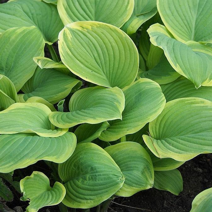 Hosta - Fragrant Bouquet Hosta