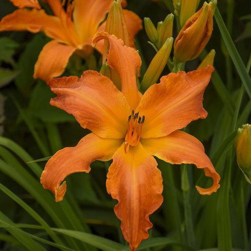 Hemerocallis - Rainbow Rhythm® 'Primal Scream' Daylily
