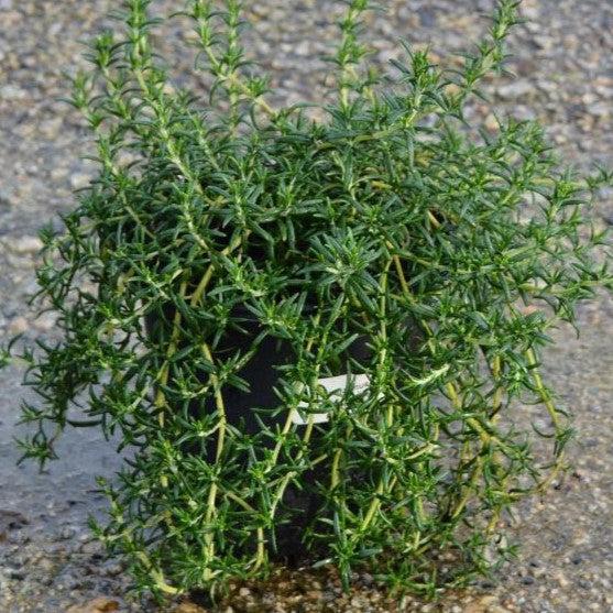 Rosmarinus officinali  - Creeping Rosemary