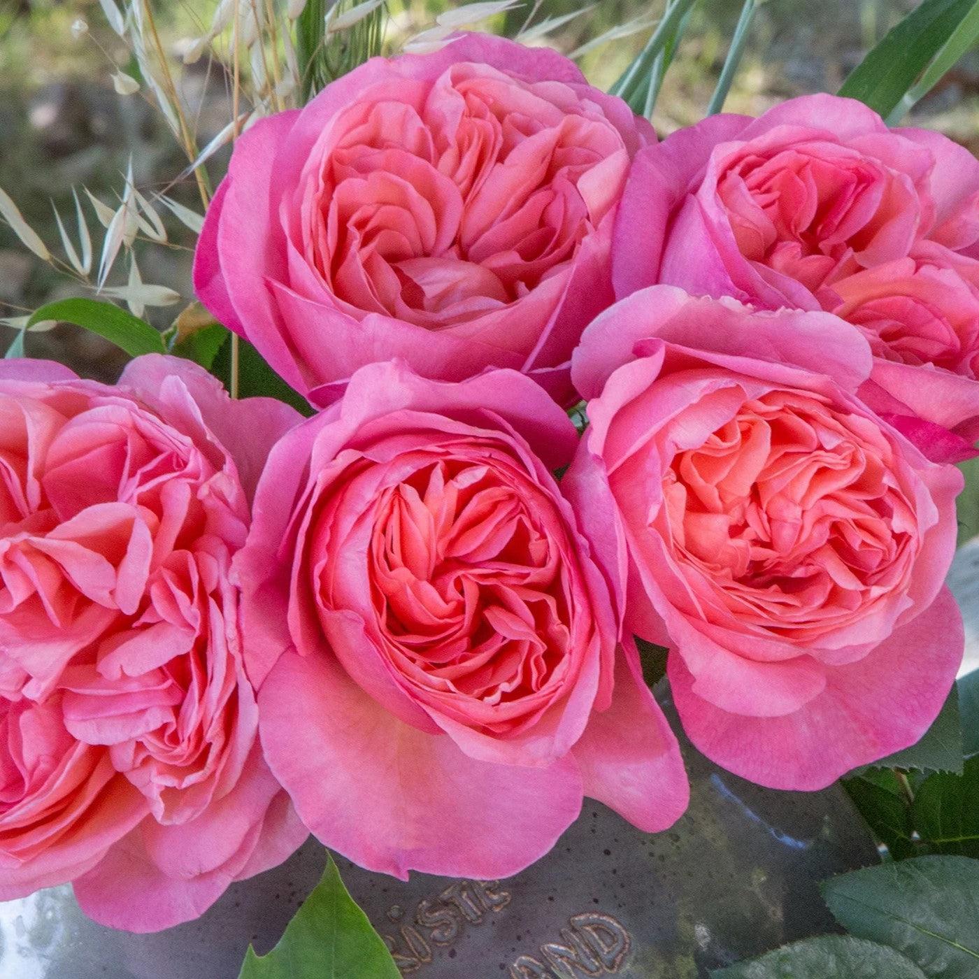 Rosa - Bloomables® Sweet Mademoiselle™ Rose