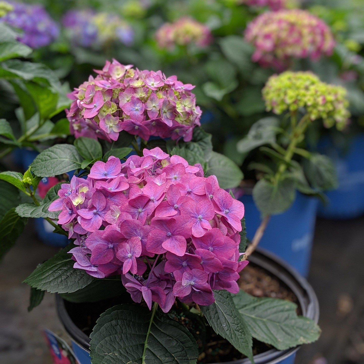 Hydrangea macrophylla - Endless Summer® Summer Crush® Hydrangea