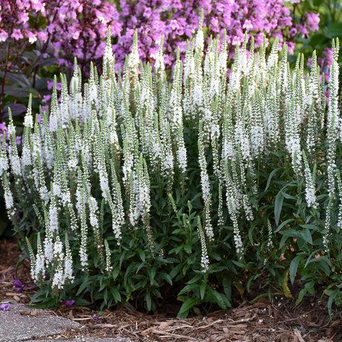 Veronica - Magic Show® White Wands Speedwell