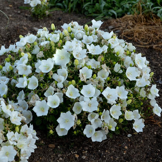 Campanula carpatica  - Rapido White Bellflower