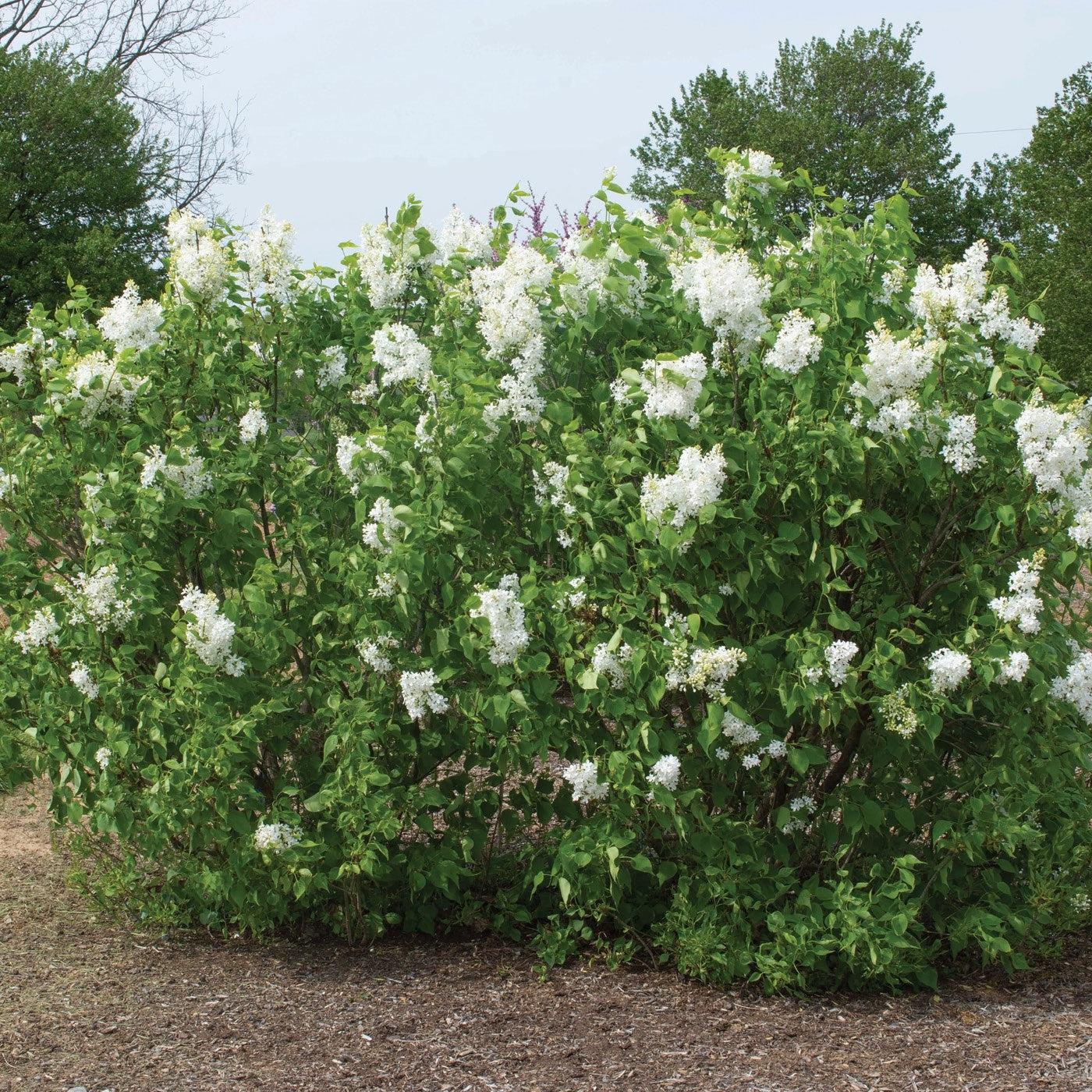 Syringa vulgaris - New Age™ White Lilac