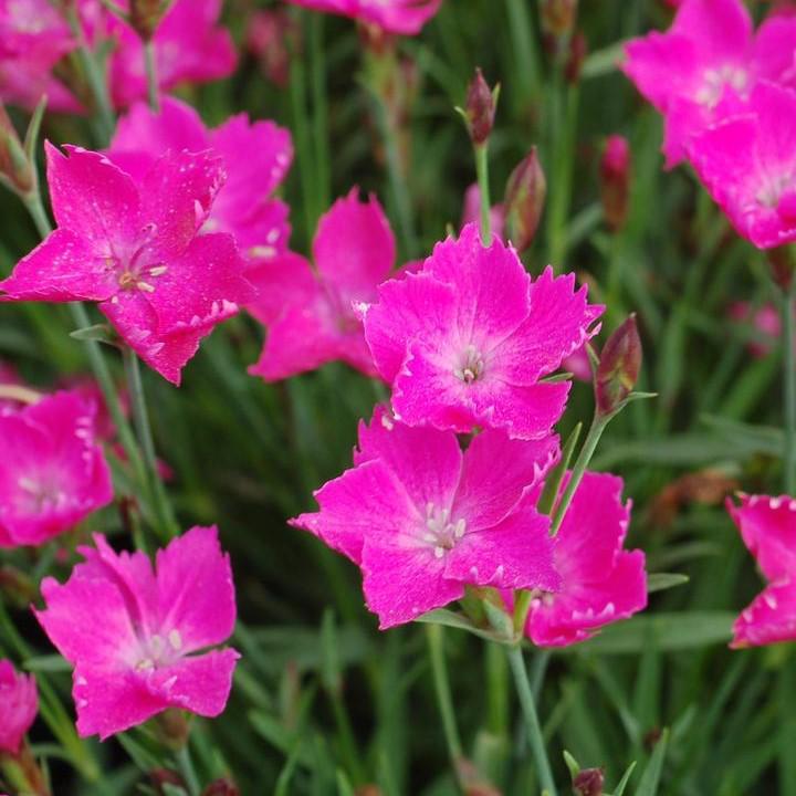 Dianthus x - Sunflor® Kahori® Dianthus