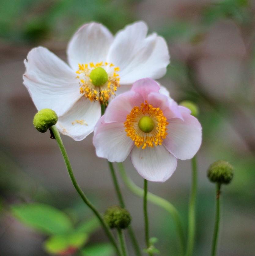 Anemone hupensis - September Charm Anemone