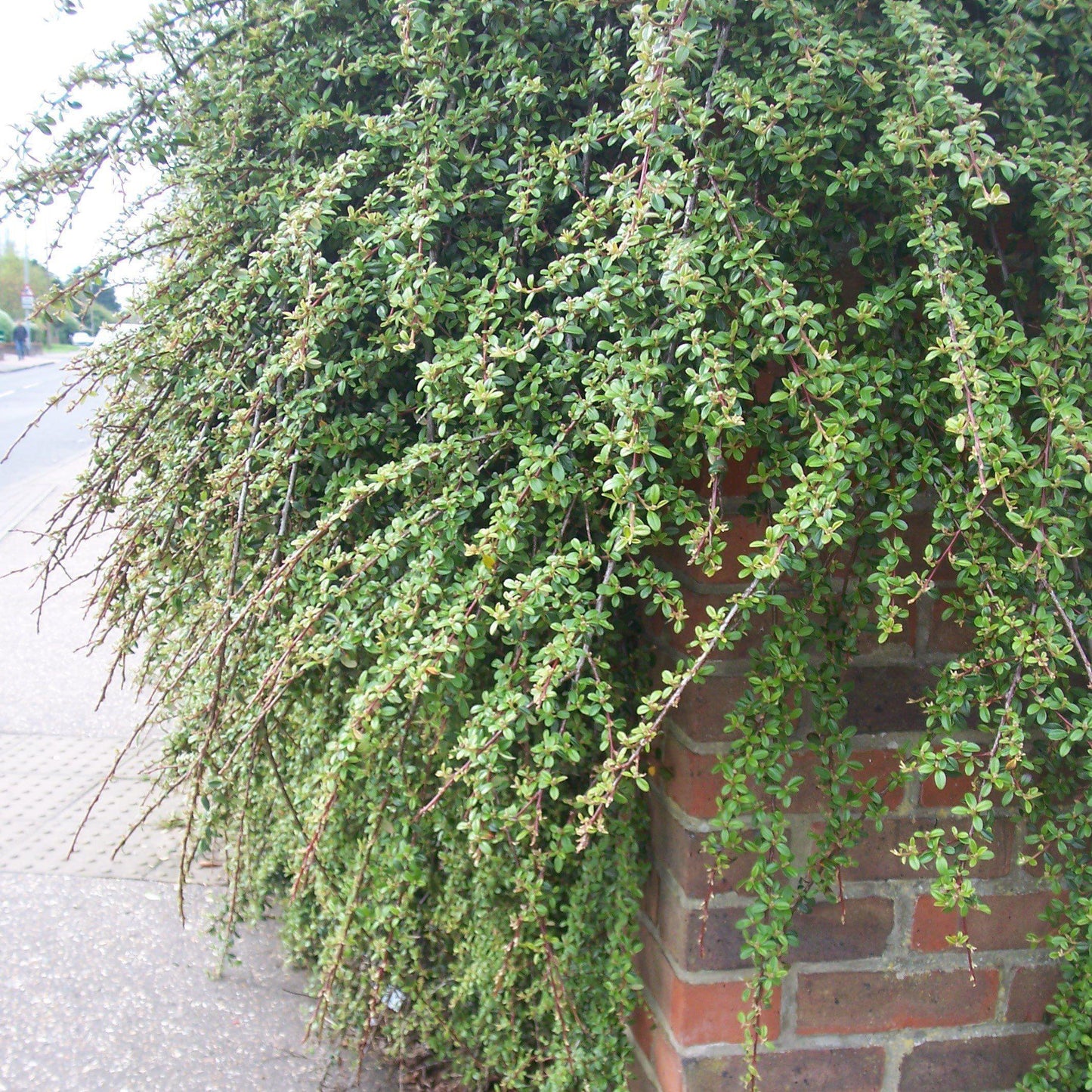 Cotoneaster dammeri - Coral Beauty Cotoneaster