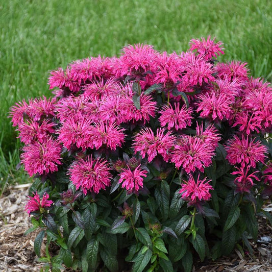 Monarda - Sugar Buzz® Berry Taffy Bee Balm