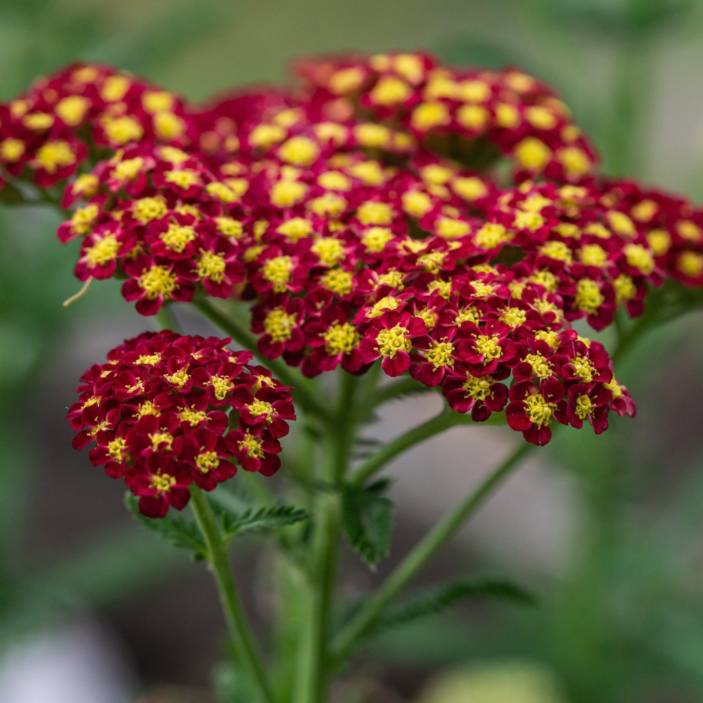 Achillea millefolium - Strawberry Seduction Yarrow