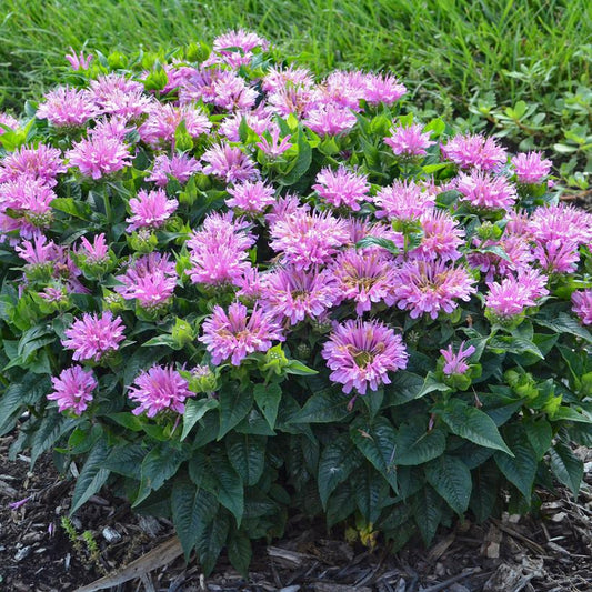 Monarda didyma - Pardon My Lavender