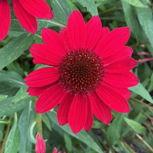 Echinacea purpurea - SunMagic® Vintage Hot Red Echinacea