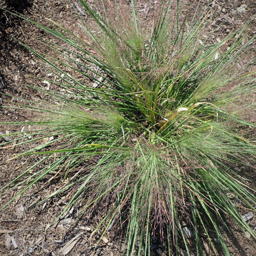 Schizachyrium scoparium - Standing Ovation Little Bluestem