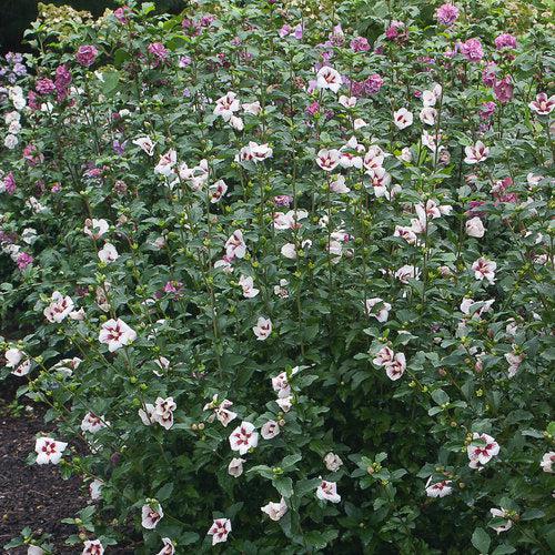 Hibiscus syriacus - PW® Lil' Kim® Hibiscus