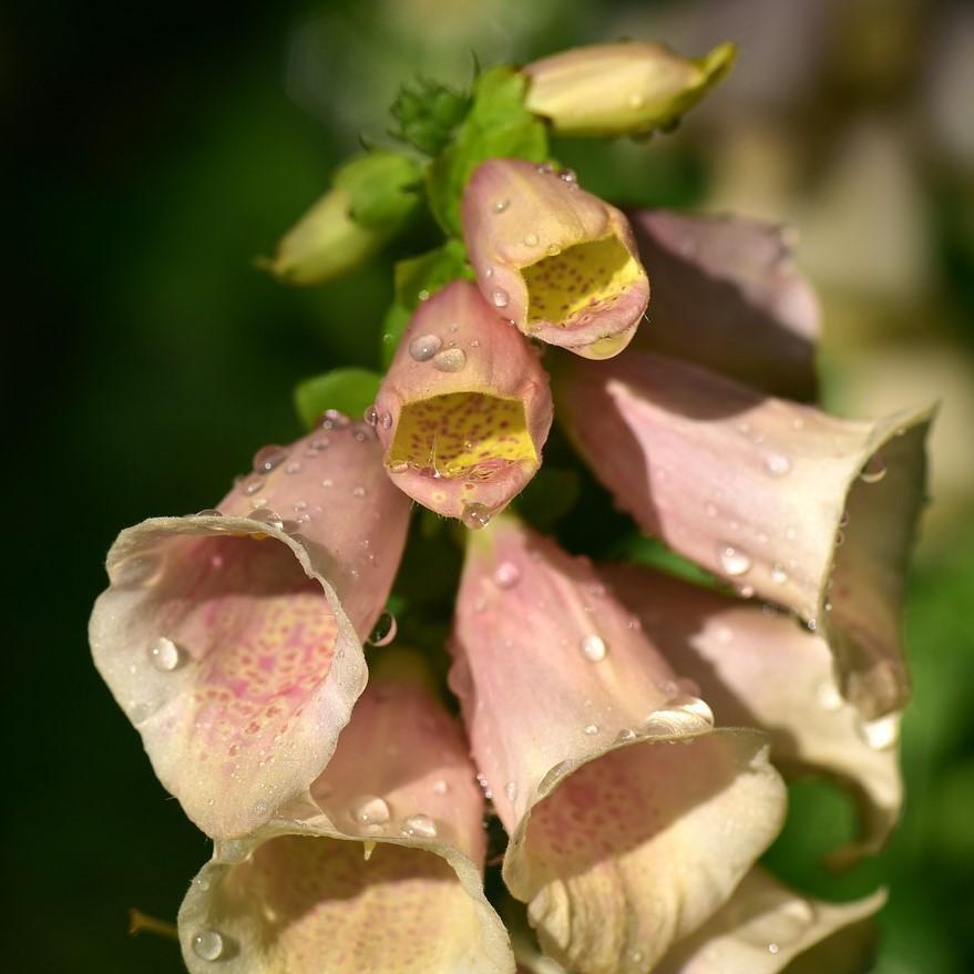 Digitalis purpurea - Dalmatian Peach Foxglove