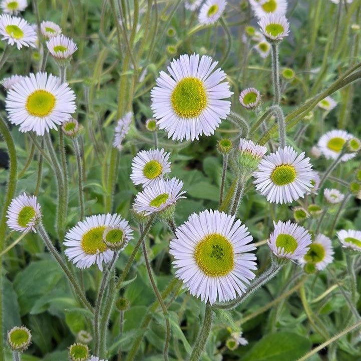 Erigeron pulchellus var. pulchellus - Lynnhaven Carpet Robin's Plantain