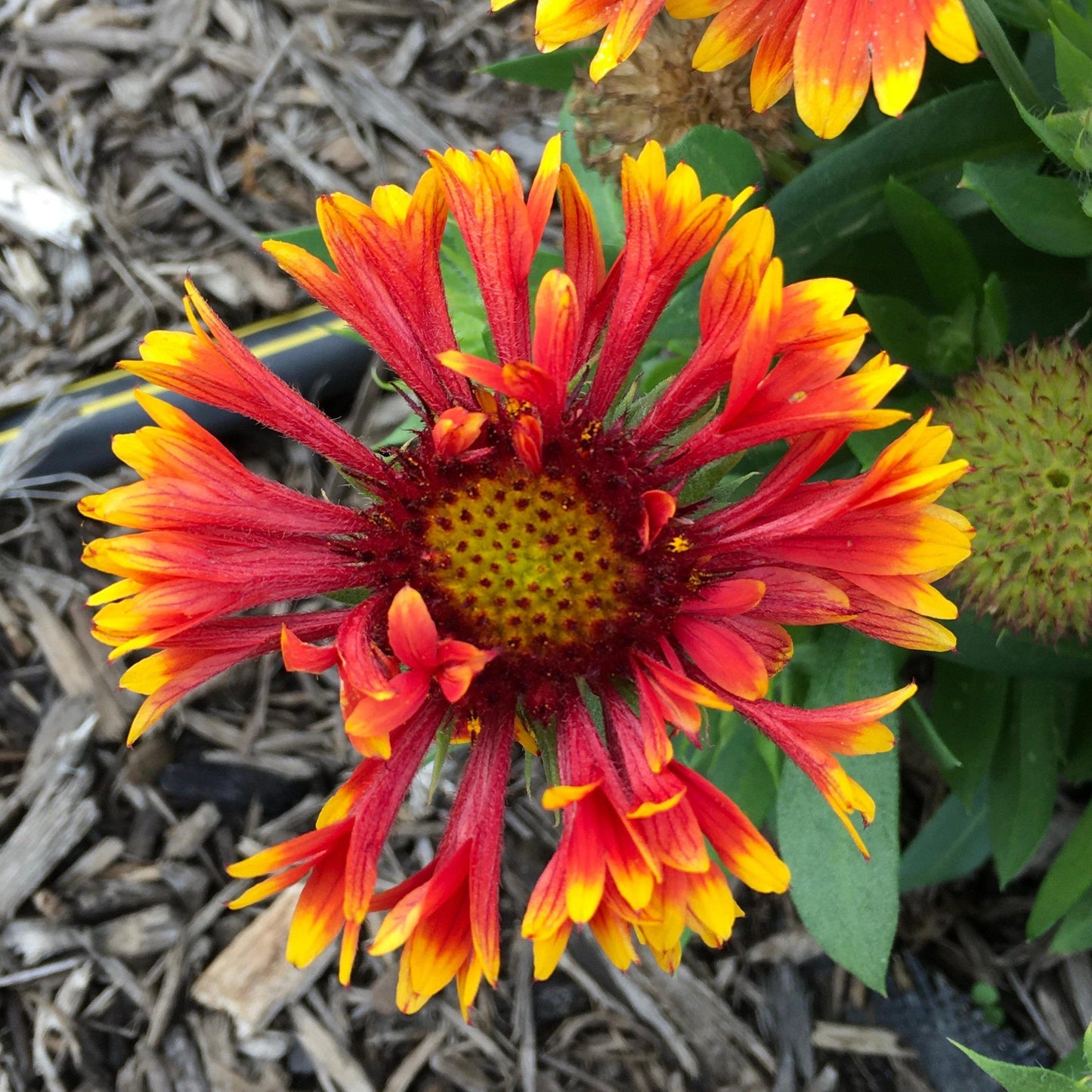 Gaillardia - Spintop™ Copper Sun Blanket Flower