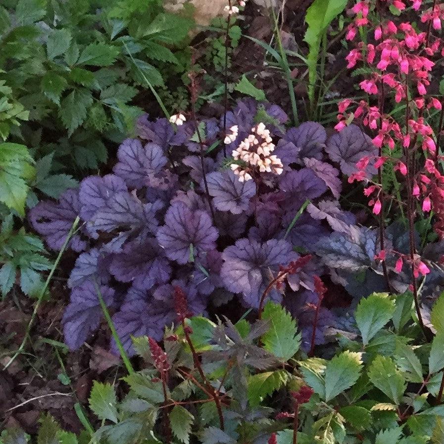Heuchera  - Grape Expectations Coral Bells