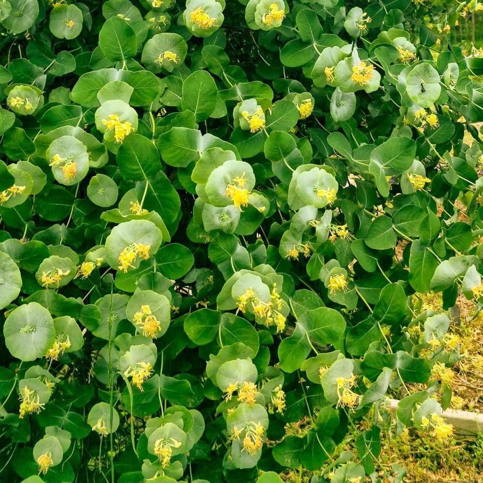 Lonicera reticulata - Kintzley's Ghost® Honeysuckle