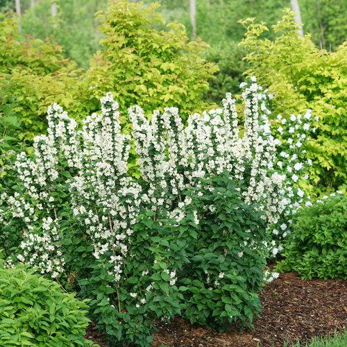 Philadelphus coronarius  - Illuminati Tower® Mockorange
