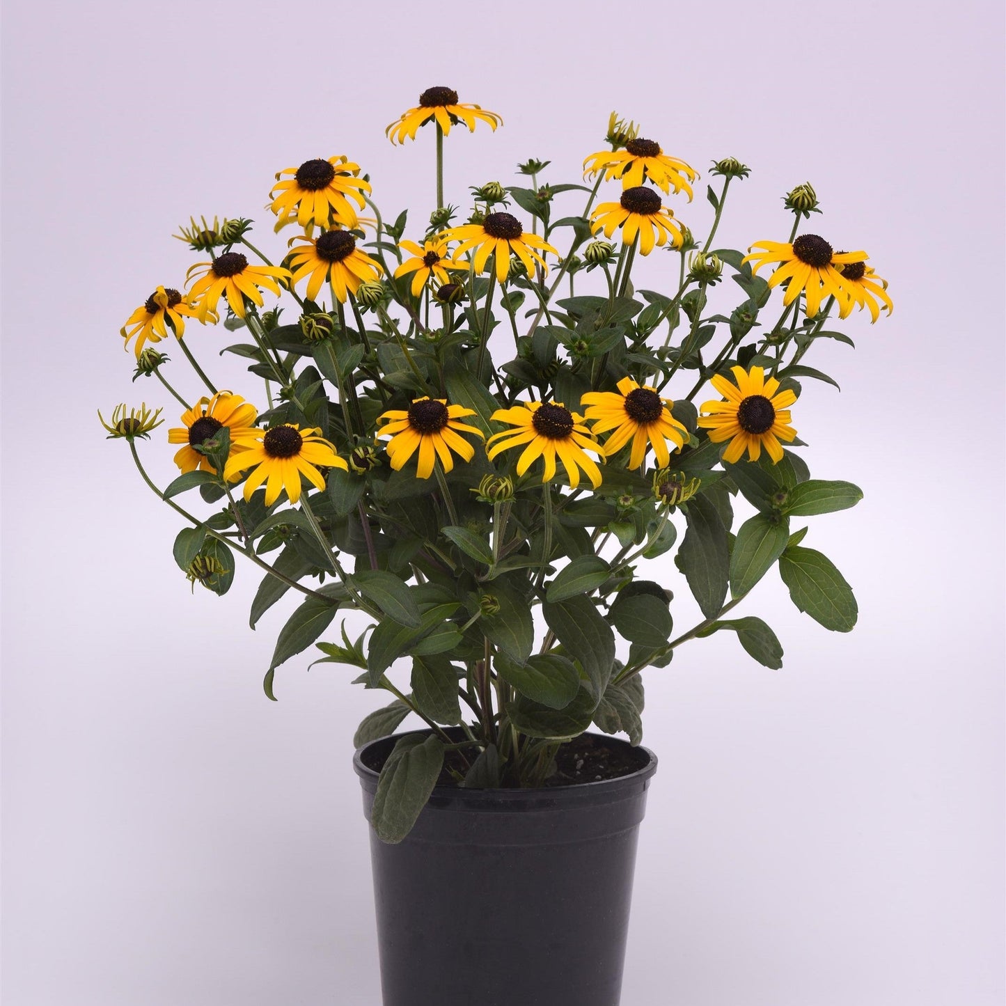 Rudbeckia fulgida var. sullivantii - Gold Blitz Black-Eyed Susan