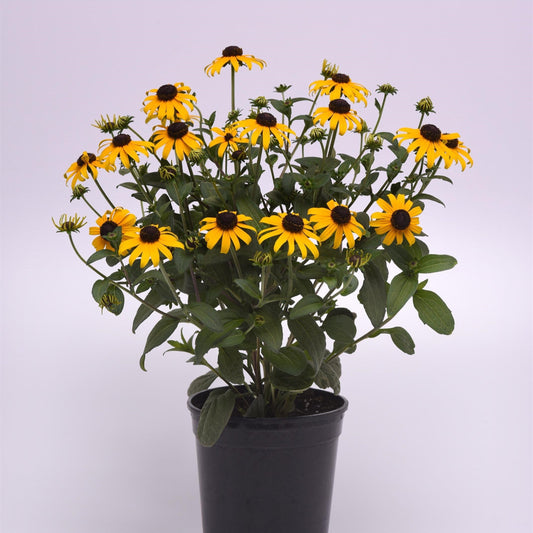 Rudbeckia fulgida var. sullivantii - Gold Blitz Black-Eyed Susan