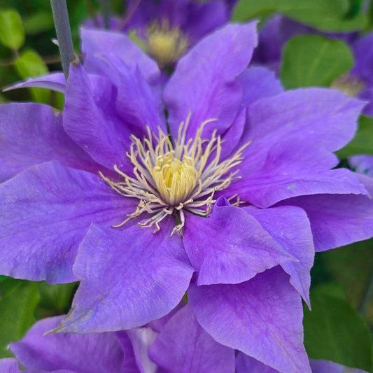 Clematis - Boulevard® Olympia™ Clematis